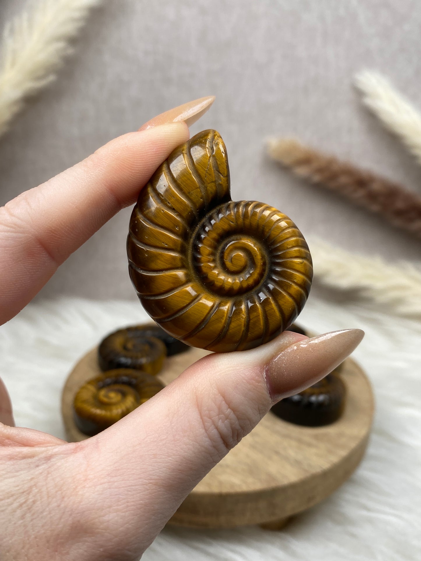 Tigerauge Ammoniten Carvings