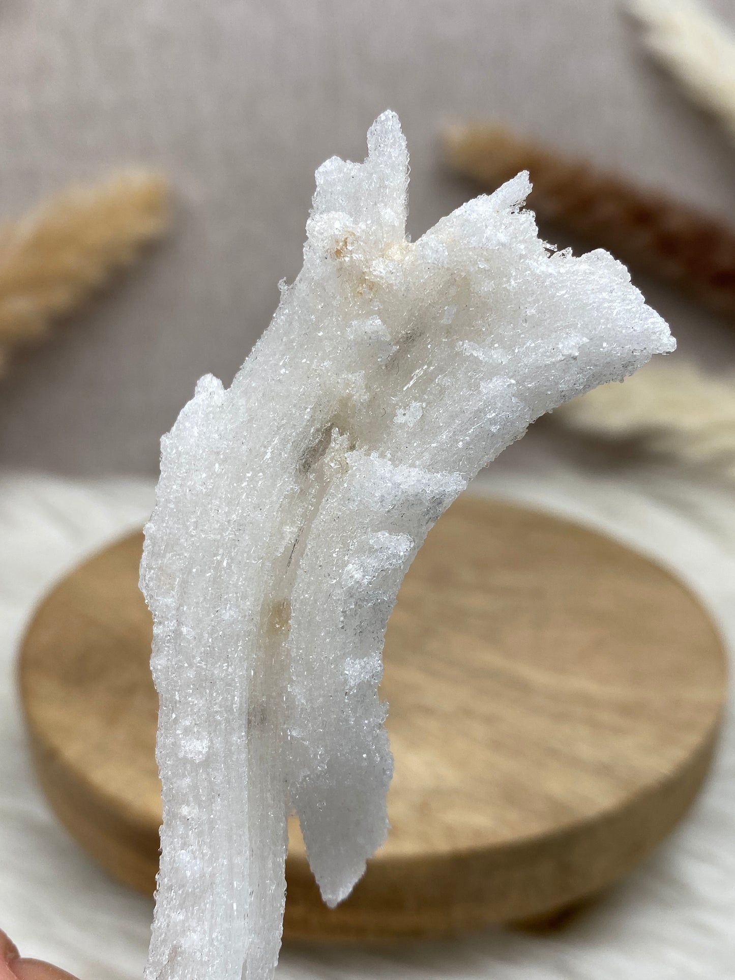 Gipslocke (1) auf Sockel