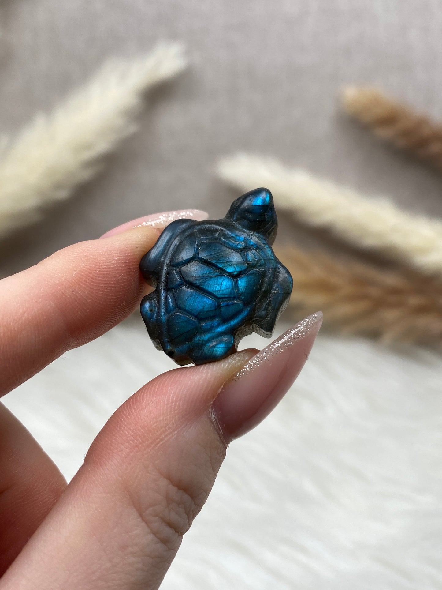Kleine Labradorit Schildkröten