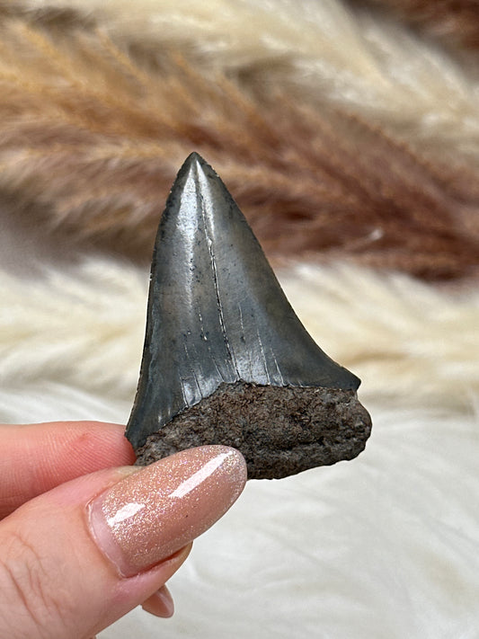 Fossiler Zahn Makohai (1)