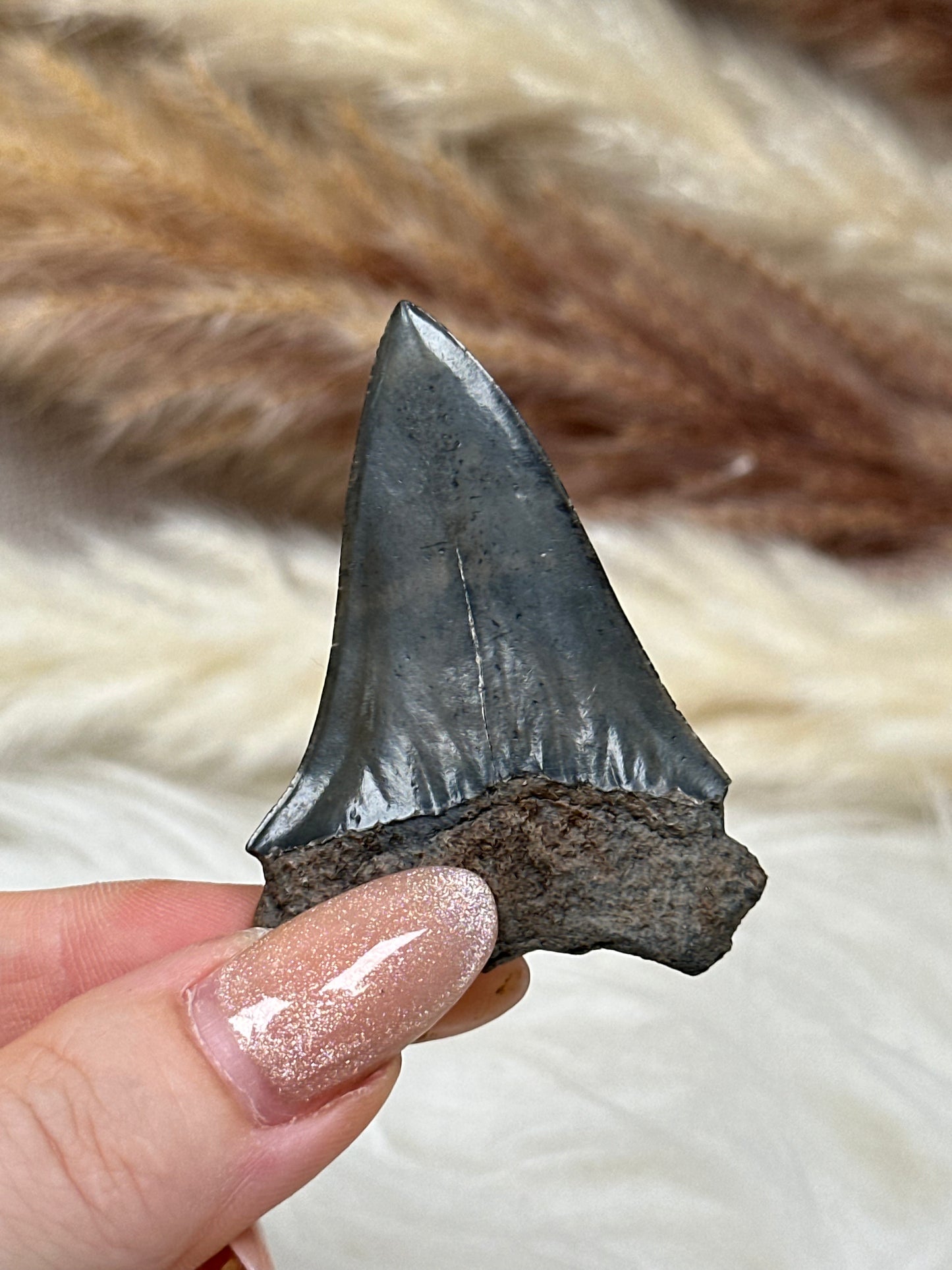 Fossiler Zahn Makohai (1)