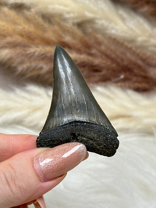 Fossiler Zahn Makohai (2)