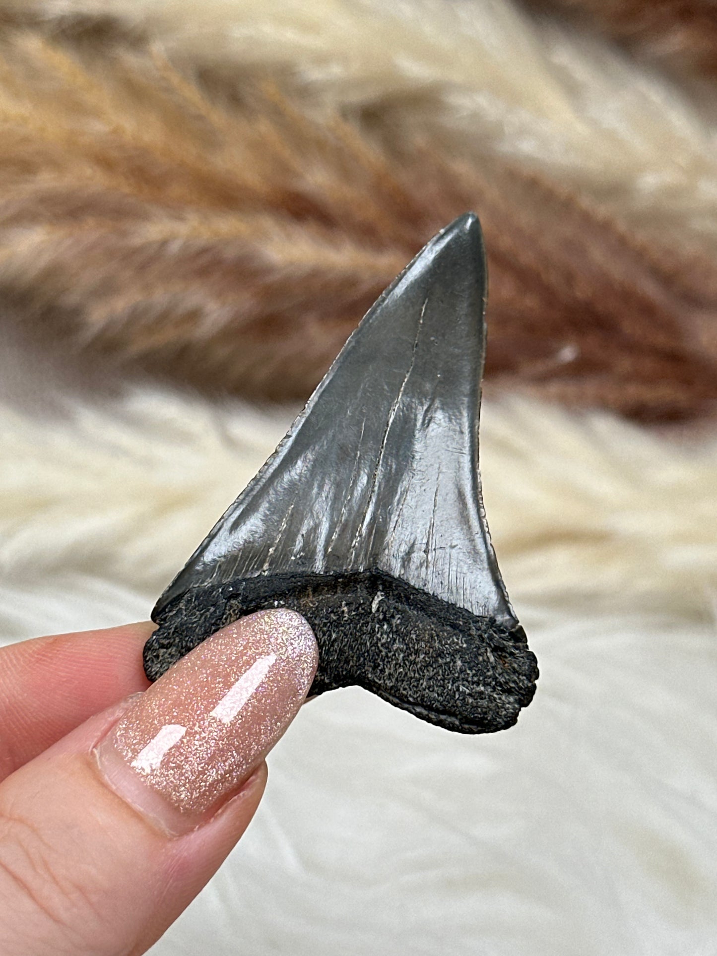 Fossiler Zahn Makohai (2)