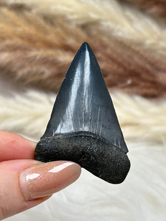 Fossiler Haizahn Makohai (3)