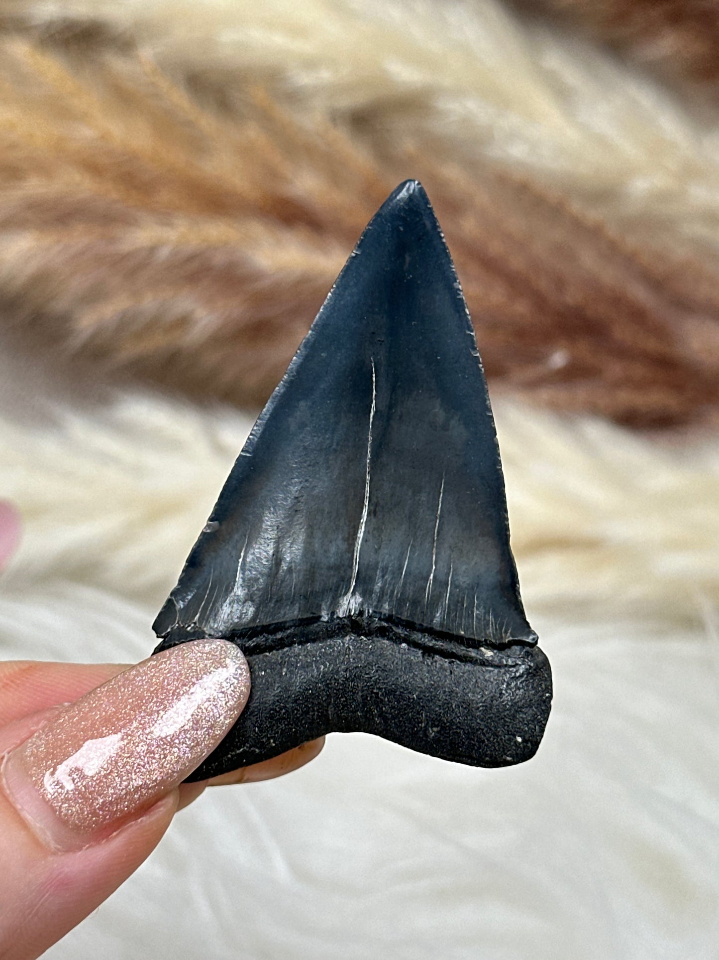 Fossiler Haizahn Makohai (3)