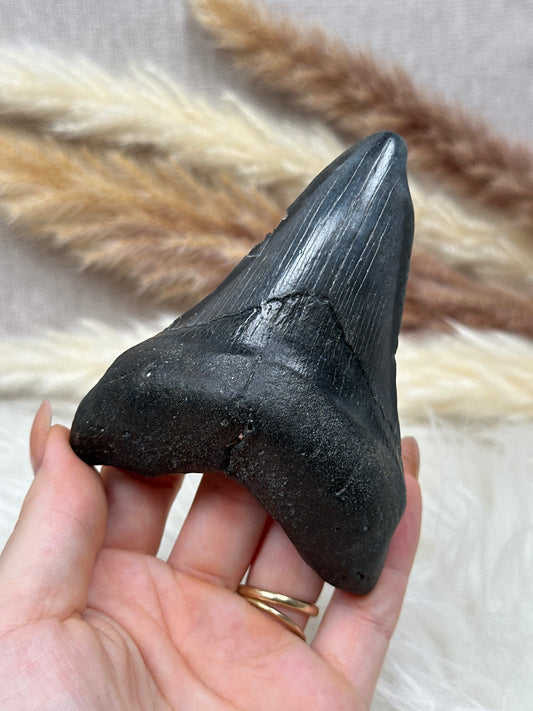 Fossiler Zahn Megalodon (1)
