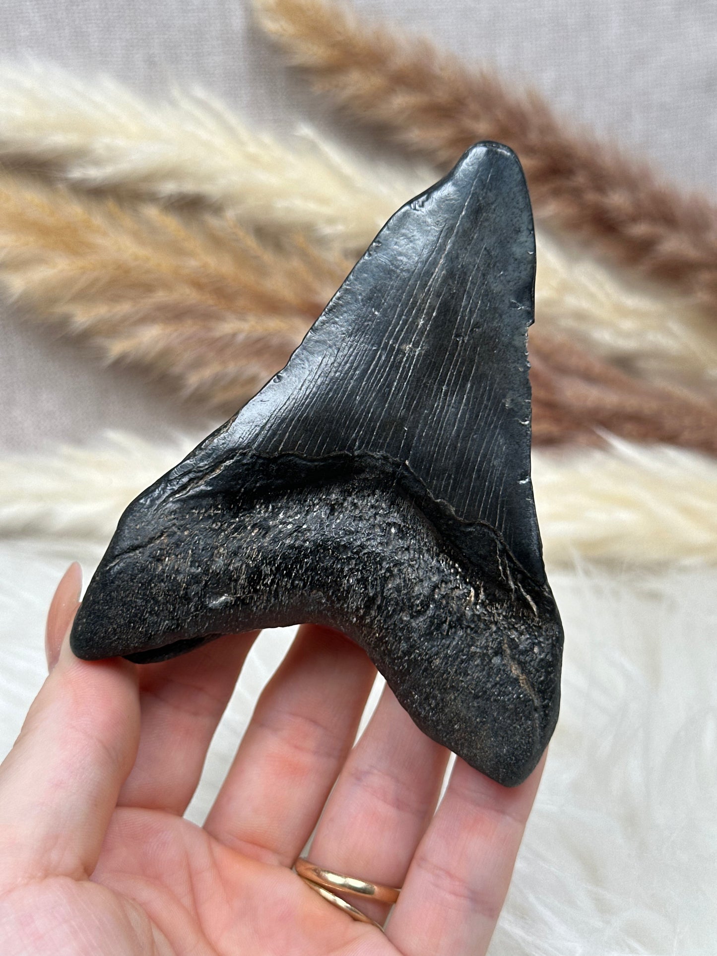Fossiler Zahn Megalodon (1)