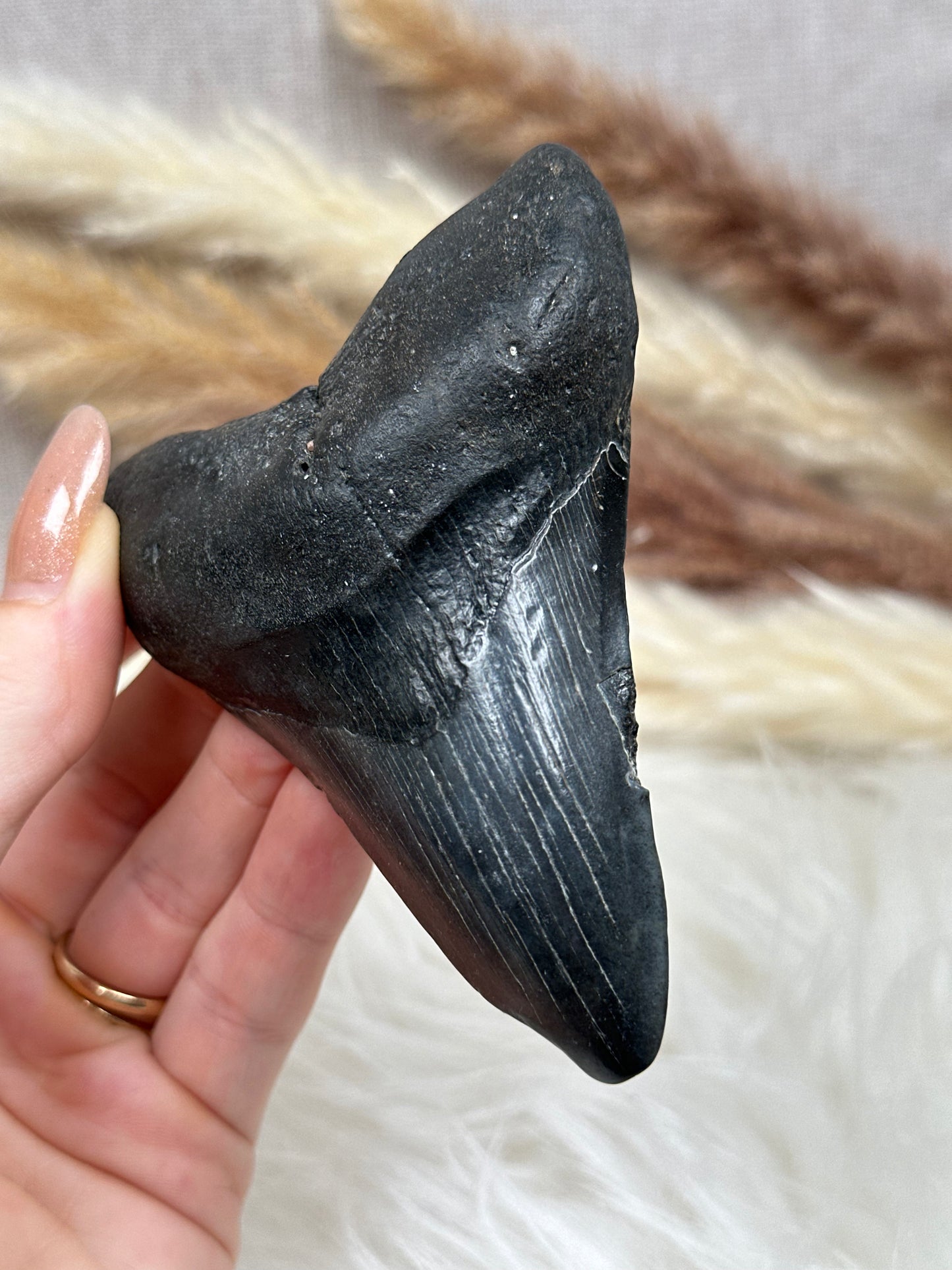 Fossiler Zahn Megalodon (1)