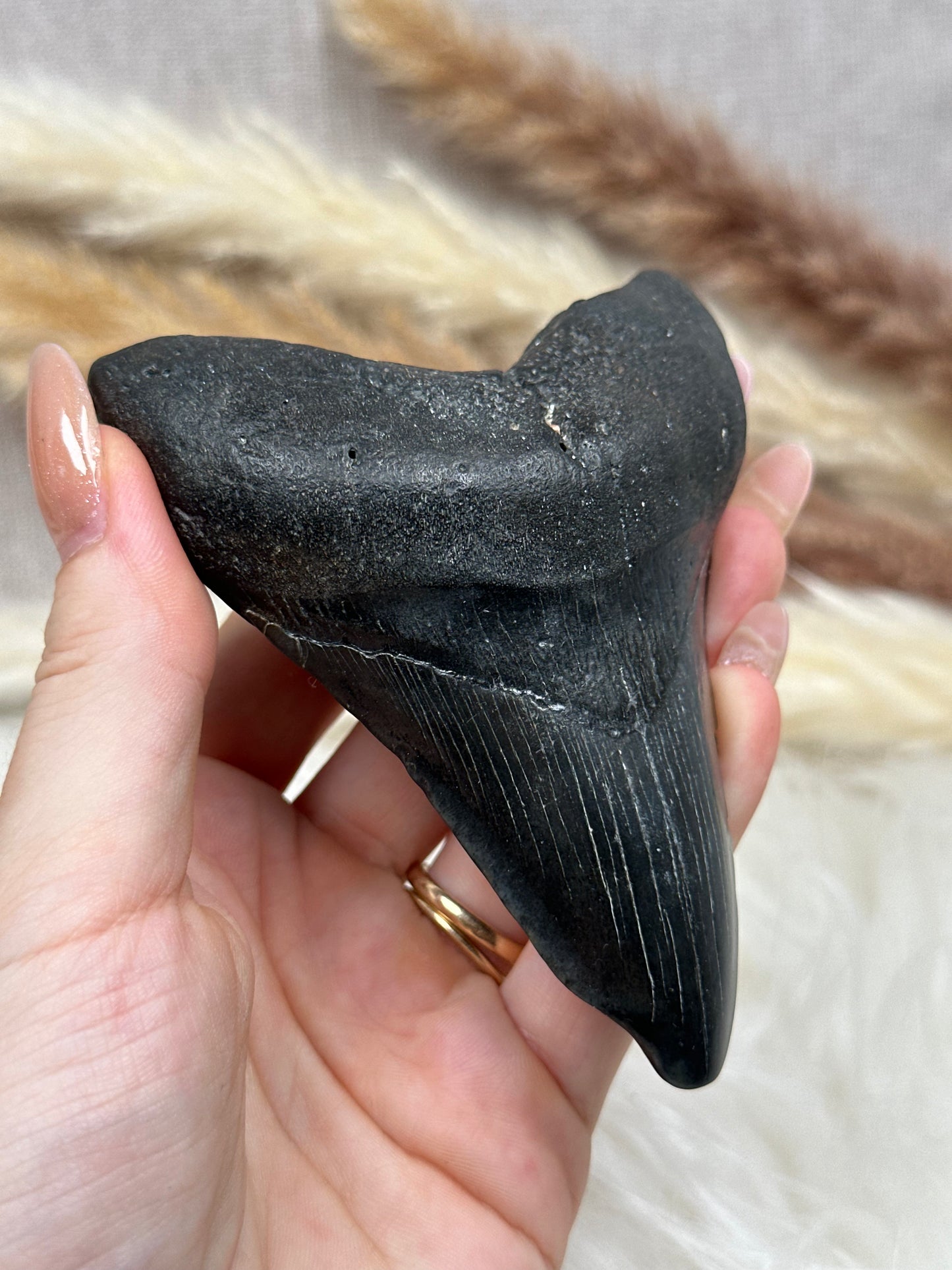 Fossiler Zahn Megalodon (1)