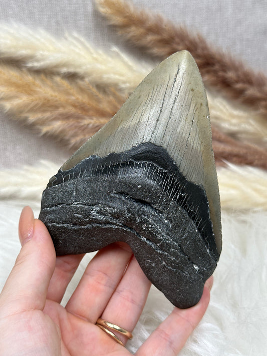 Fossiler Haizahn Megalodon (2)