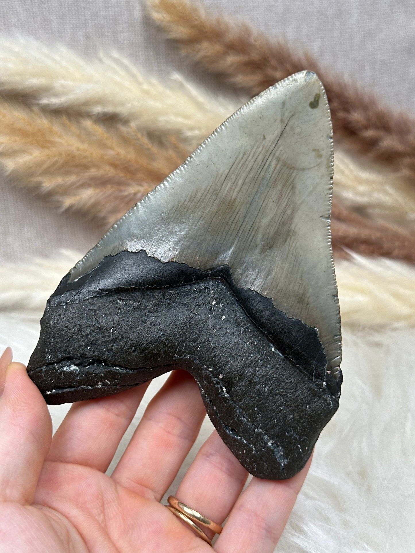 Fossiler Haizahn Megalodon (2)