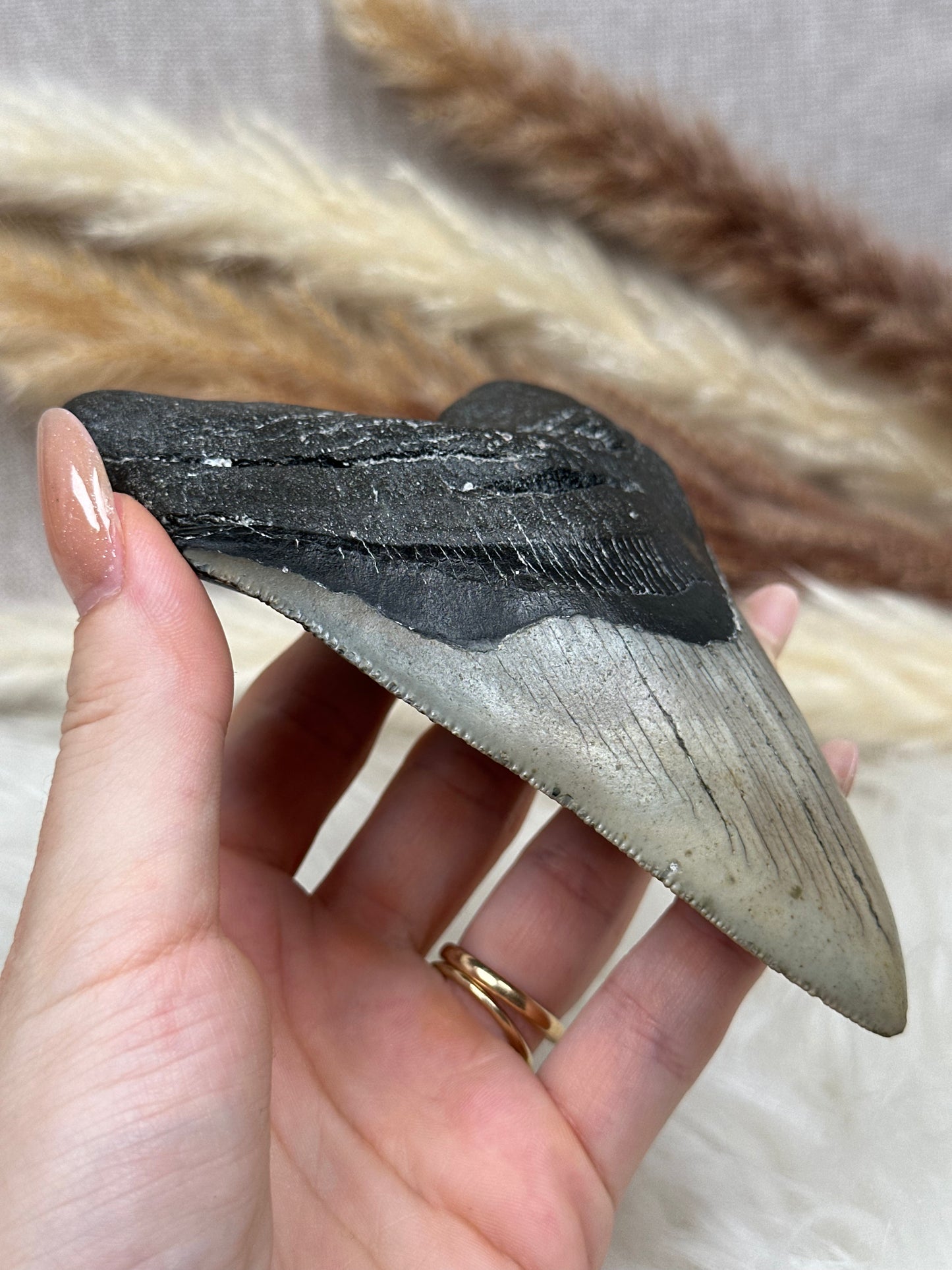 Fossiler Haizahn Megalodon (2)