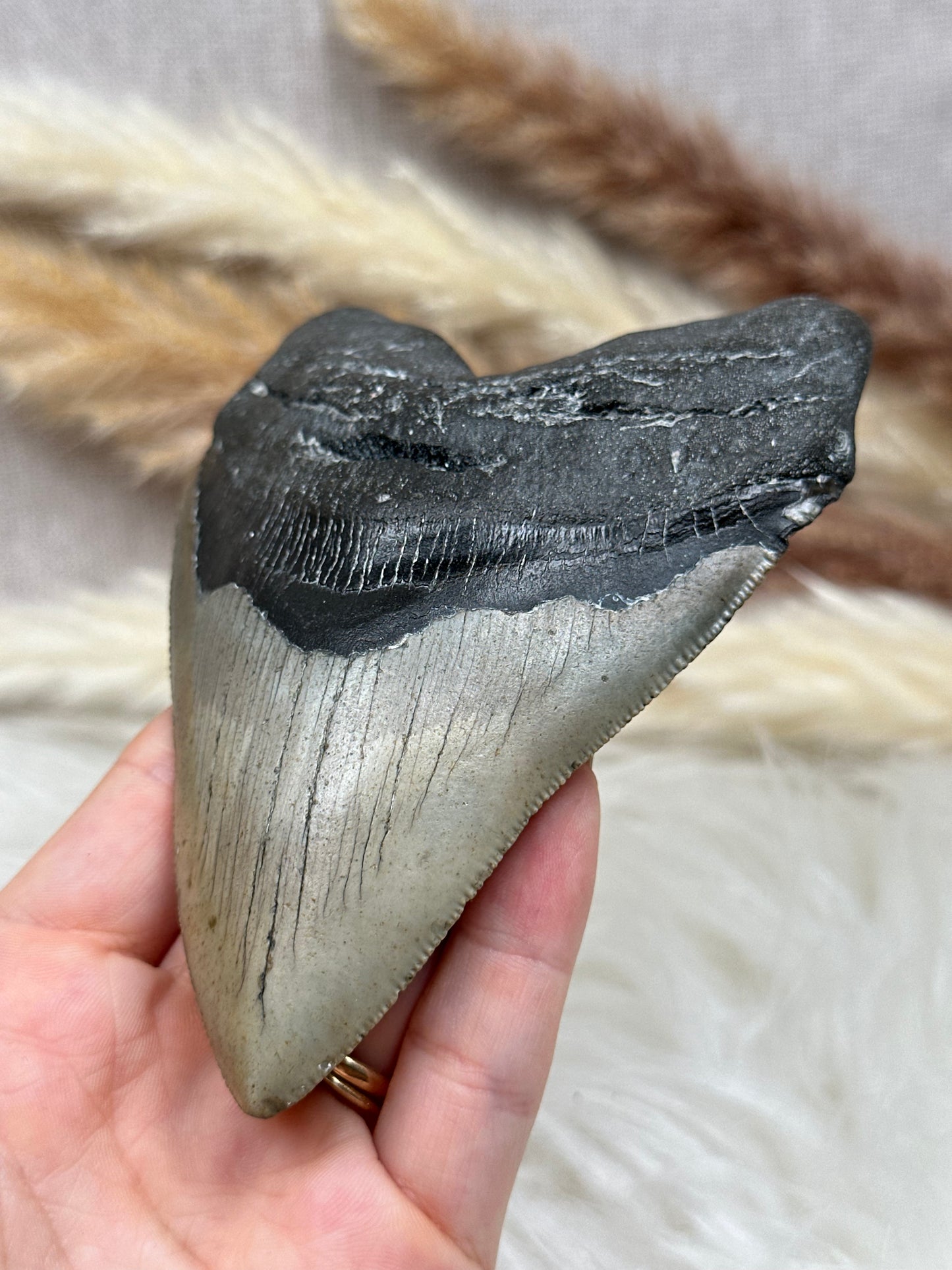 Fossiler Haizahn Megalodon (2)